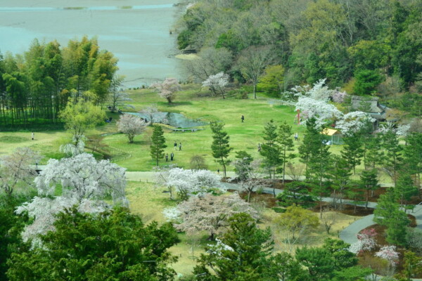 東山から見下ろした枝垂桜　見頃　2018年4月1日（平年4月10日相当）　撮影：MKタクシー