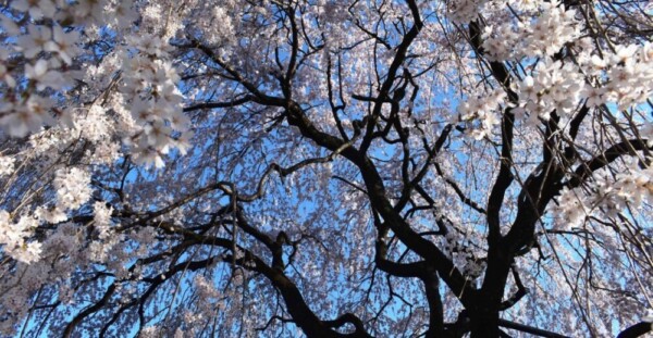 枝垂桜　2020年3月25日　撮影：MKタクシー