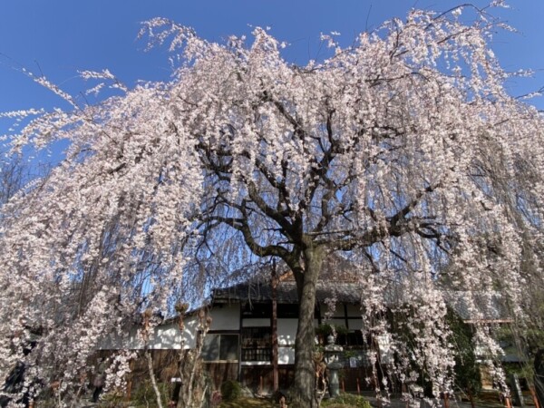 枝垂桜　見頃　2021年3月21日（平年4月2日相当）　撮影：MKタクシー