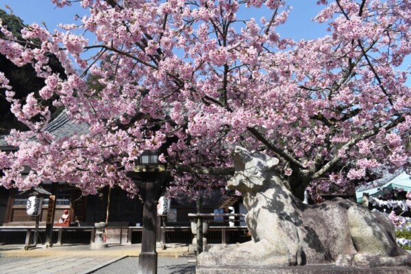 寒桜と狛虎　見頃　2021年3月17日（平年3月28日相当）　撮影：MKタクシー