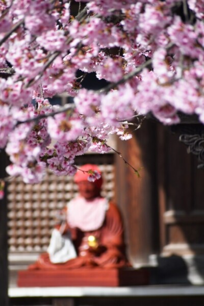 寒桜とおびんずるさん　見頃　2021年3月17日（平年3月28日相当）　撮影：MKタクシー