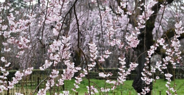 糸桜（枝垂桜）　三分咲き　2019年3月22日（平年3月26日相当）　撮影：MKタクシー