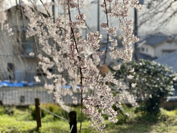 枝垂桜　見頃　2021年3月17日（平年3月29日相当）　撮影：MKタクシー