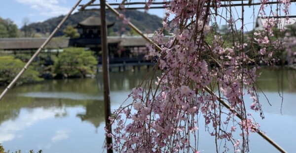八重紅枝垂桜（東神苑）　五分咲き　2019年4月9日（平年4月9日相当）　撮影：MKタクシー
