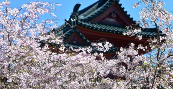 八重紅枝垂桜（南神苑）　2019年4月13日（平年4月12日相当）　撮影：MKタクシー