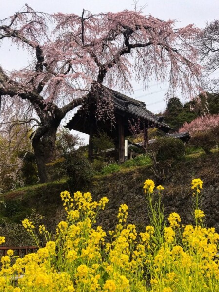 枝垂桜と菜の花　五分咲き　2017年4月3日（平年3月31日相当）　撮影：MKタクシー