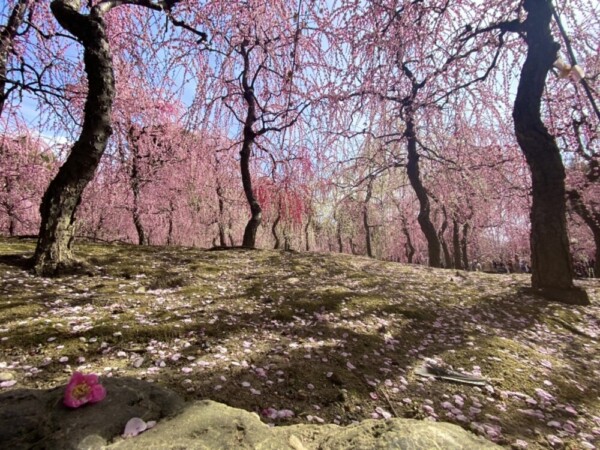 枝垂梅と散り椿（春の山）　見頃　2021年3月1日　撮影：MKタクシー