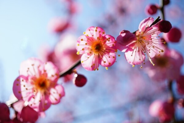 枝垂梅（春の山）　五分咲き　2020年2月11日　撮影：MKタクシー