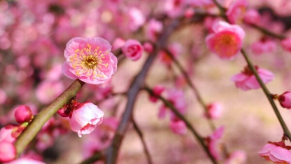 枝垂梅（春の山）　五分咲き　2020年2月17日　撮影：MKタクシー