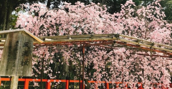 風流桜（二の鳥居前）　見頃　2018年4月2日（平年4月11日相当）　撮影：MKタクシー