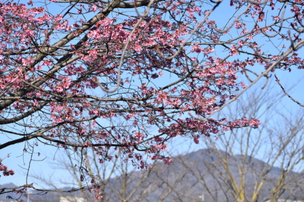 賀茂大橋西詰から比叡山　五分咲き　2021年3月3日　撮影：MKタクシー