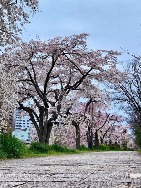 川端正面の枝垂桜　2020年3月30日　撮影：MKタクシー