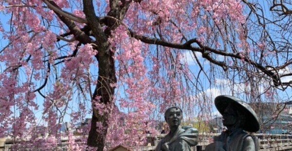 三条大橋の弥次喜多像と八重紅枝垂桜　2020年4月5日　撮影：MKタクシー