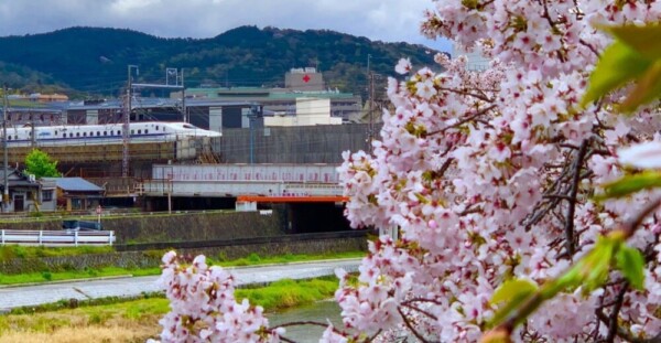 ソメイヨシノ（塩小路橋）　見頃　2019年4月11日（平年4月11日相当）　撮影：MKタクシー