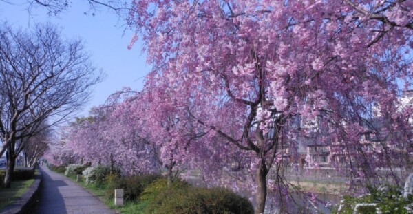 紅枝垂桜（松原橋付近）　見頃　2013年4月4日（平年4月12日相当）　撮影：MKタクシー