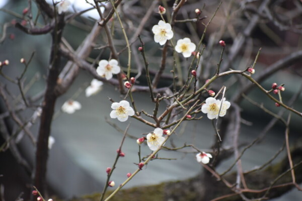 白梅（本殿横）　咲きはじめ　2021年2月9日　撮影：MKタクシー