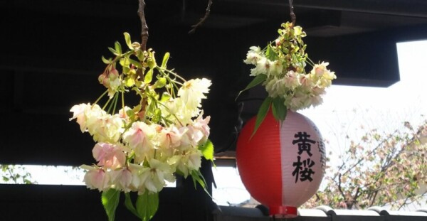 黄桜　散りはじめ　2019年4月22日（平年4月22日相当）　撮影：MKタクシー