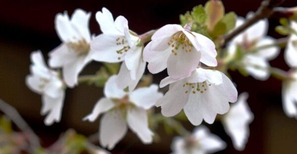 北野桜（社務所前）　咲きはじめ　2019年4月16日（平年4月15日相当）　撮影：MKタクシー