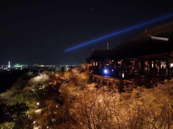ソメイヨシノ（ライトアップ）　五分咲き　2012年4月8日（平年4月3日相当）　撮影：MKタクシー