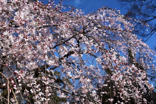 糸桜（枝垂桜）　三分咲き　2021年3月11日（平年3月22日相当）　撮影：MKタクシー