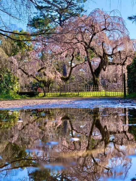 水たまりに映った糸桜（枝垂桜）　五分咲き　2020年3月17日（平年3月25日相当）　撮影：MKタクシー
