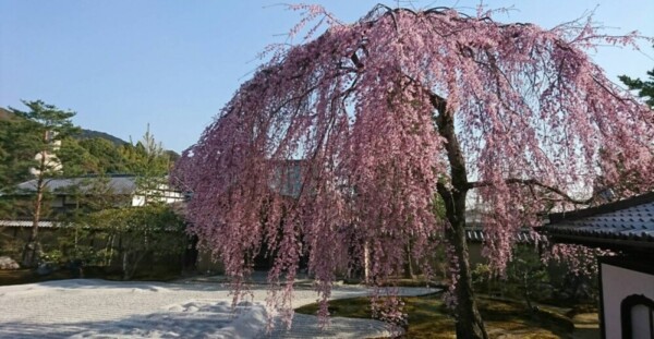枝垂桜（方丈前庭）　見頃　2017年4月4日撮影（平年4月2日相当）　撮影：MKタクシー