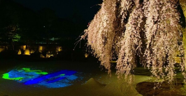 枝垂桜（方丈前庭）　見頃　2019年4月2日（平年4月3日相当）　撮影：MKタクシー