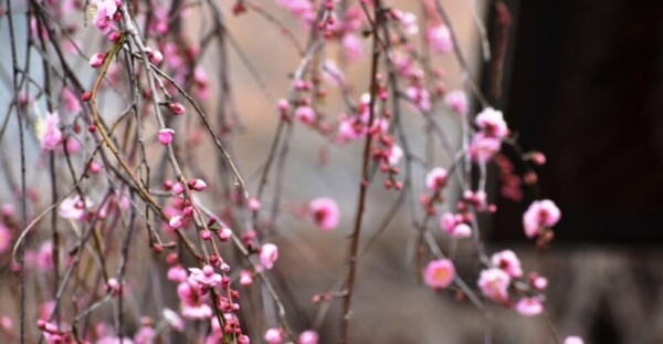 枝垂梅（中門前）　咲きはじめ　2019年2月23日　撮影：MKタクシー