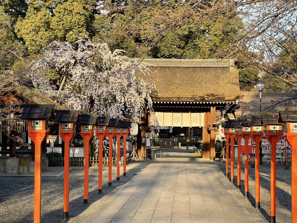 平野神社・神門前の魁桜（神門前）　見頃　2023年3月20日　撮影：MKタクシー