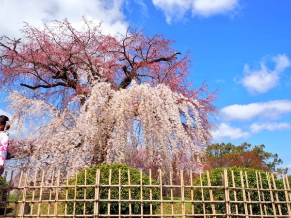 祇園枝垂桜　三分咲き　2018年3月23日（平年3月29日相当）　撮影：MKタクシー
