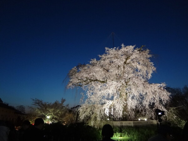 祇園枝垂桜のライトアップ　2014年4月1日　撮影：MKタクシー