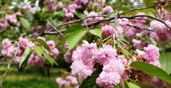 六高菊桜（桜品種見本園）　見頃　2019年4月28日（平年4月27日相当）　撮影：MKタクシー