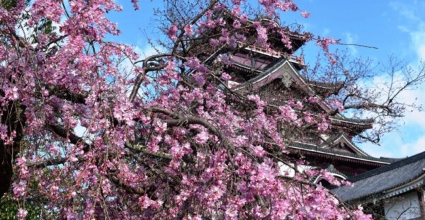 紅枝垂桜　五分咲き　2020年3月24日（平年3月30日相当）　撮影：MKタクシー