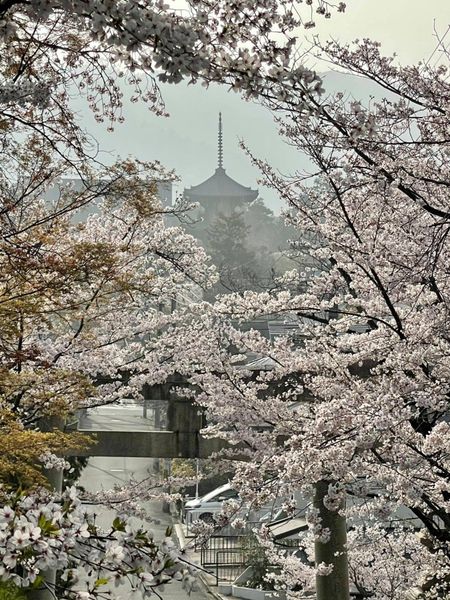 真如堂の三重塔とソメイヨシノ　見頃　2021年3月30日　撮影：MKタクシー