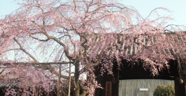 枝垂桜　五分咲き　2014年3月28日（平年3月30日相当）　撮影：MKタクシー