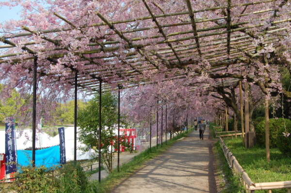 八重紅枝垂桜　2008年4月13日　撮影：MKタクシー