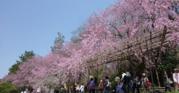 八重紅枝垂桜　五分咲き　2011年4月10日（平年4月7日相当）　撮影：MKタクシー