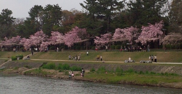 八重紅枝垂桜　2014年4月10日　撮影：MKタクシー