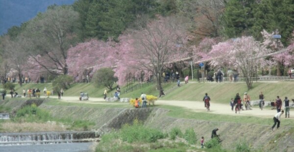 八重紅枝垂桜　五分咲き　2014年4月5日（平年4月8日相当）　撮影：MKタクシー