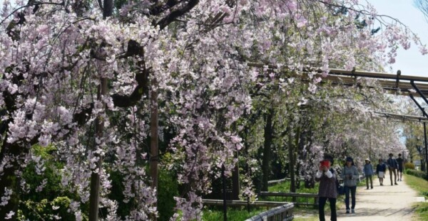 八重紅枝垂桜　見頃　2019年4月18日（平年4月17日相当）　撮影：MKタクシー