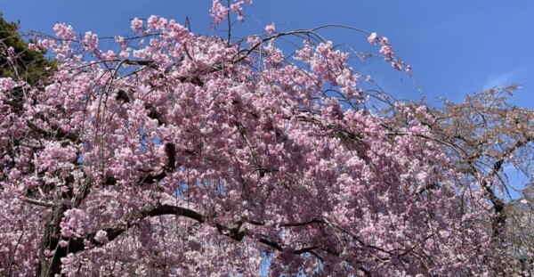 八重紅枝垂桜（清流園）　見頃　2019年4月13日（平年4月12日相当）　撮影：MKタクシー