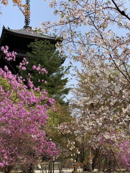 桜とミツバツツジ（五重塔）　散りはじめ　2020年4月8日　撮影：MKタクシー