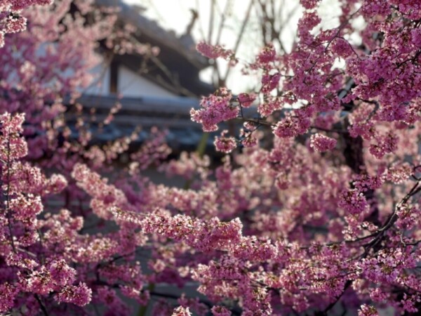 長徳寺のオカメ桜　見頃　2021年3月7日　撮影：MKタクシー