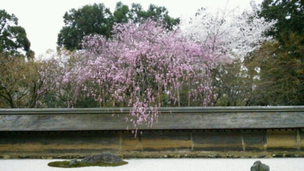 八重紅枝垂桜（石庭）　五分咲き　2012年4月13日（平年4月9日相当）　撮影：MKタクシー