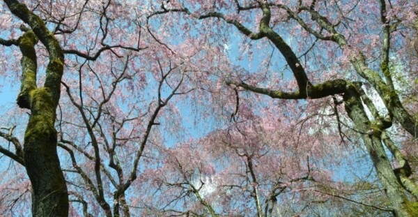 八重紅枝垂桜（桜苑）　五分咲き　2017年4月13日（平年4月10日相当）　撮影：MKタクシー