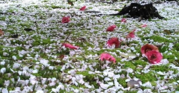 散り桜（桜苑）　2015年4月7日（平年4月11日相当）　撮影：MKタクシー