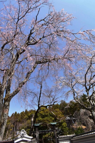 枝垂桜　五分咲き　2021年3月17日（平年3月28日相当）　撮影：MKタクシー