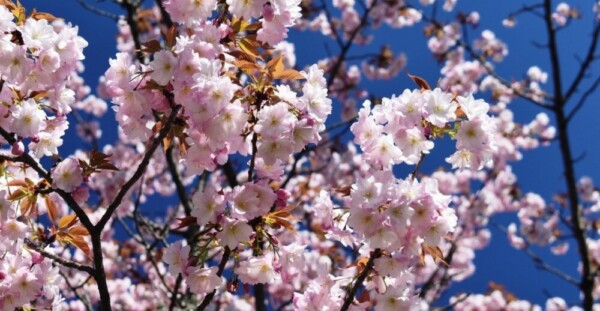 大原渚桜（桜品種見本園）　見頃　2019年4月13日（平年4月12日相当）　撮影：MKタクシー