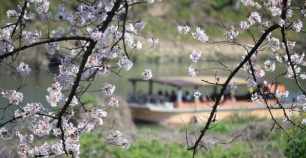 お花見ボートとソメイヨシノ　2019年4月8日　撮影：MKタクシー