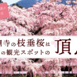 京都観光のプロが選ぶ桜おすすめ第1位！「醍醐寺」の枝垂桜は京都の観光スポットの頂点